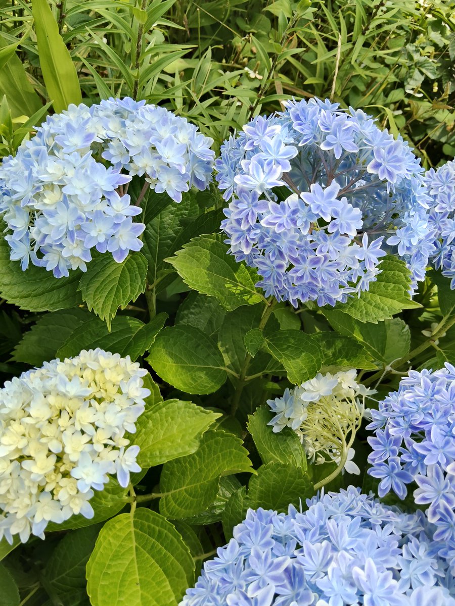 hashibario's tweet photo. あと身内のあれこれでしばらく６月から月1で帰省することになったので、隙間が作れたら関東圏の方々にお会いできたら嬉しいです〜！今月は急すぎたので鳩狩りに一瞬鎌倉へ……花手水、綺麗だった〜！ https://t.co/XHTnMJDi41