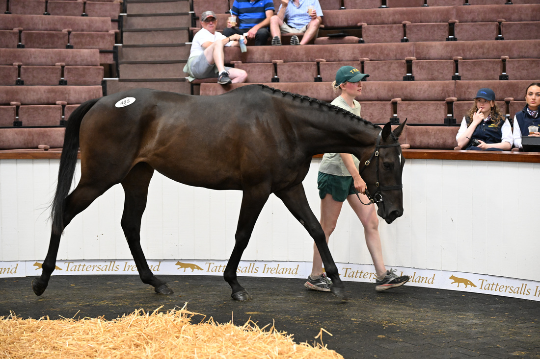 Tattersalls_ie's tweet photo. Waterford trainer Paul Power purchased a Poet's Word filly whose unraced dam is a half-sister to the Irish National winner Niche Market. 

Power said: "The plan will probably be to point-to-point her. She has resale value too; it's a strong family with good fillies."

#DerbySale https://t.co/JdtgWbifnF