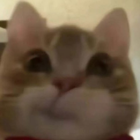inutzuki's tweet photo. 😭😭😭🧏🏻‍♂️🤏🏻🐱💘💘💘 https://t.co/EbNZRPcM8q