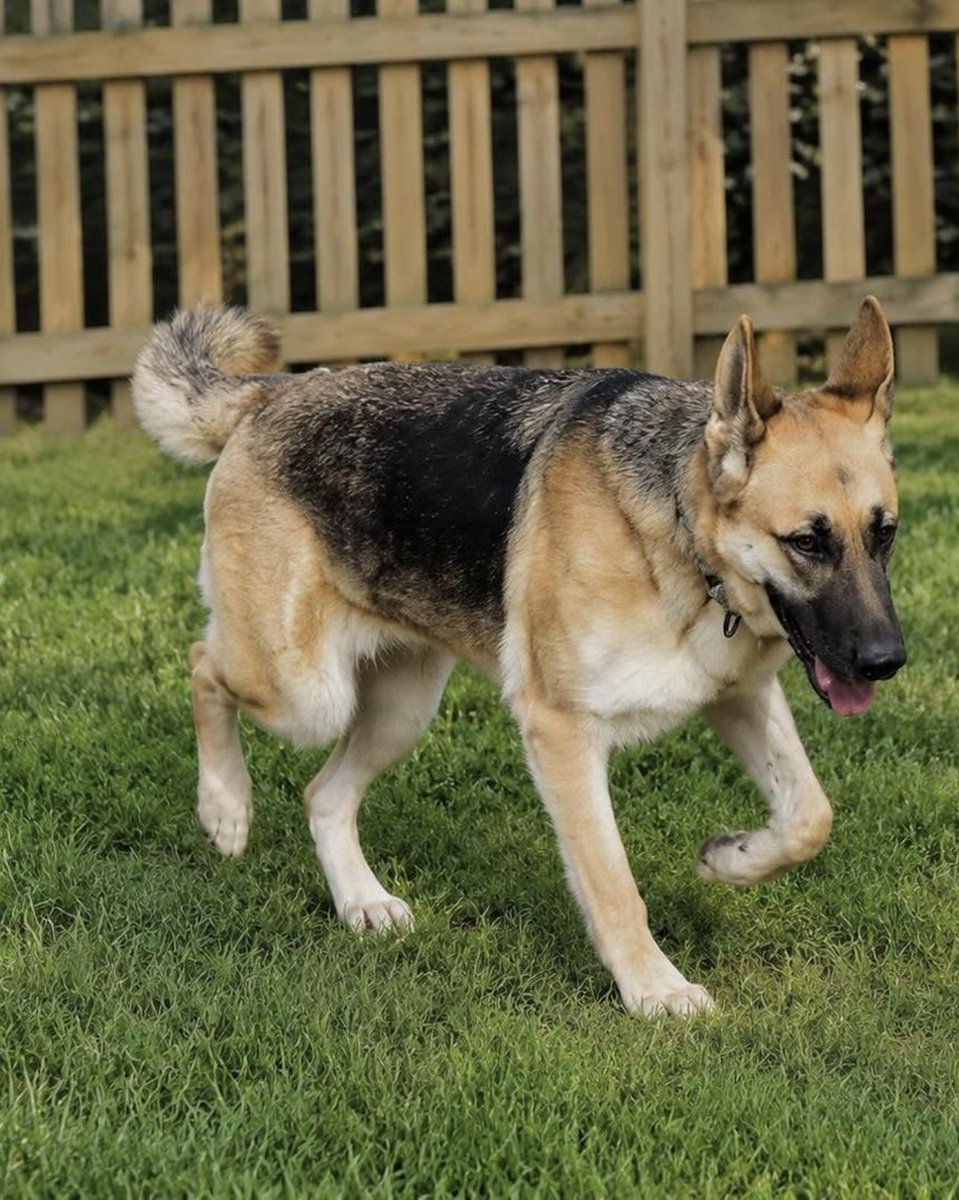 AllShepherdResq's tweet photo. Help Melody find a Loving home @Penny2449 @MarkSagarin @AshiaReiki @OffTheLeashFP @MillieOTLFP @The_Animal_Team @Nightowl400 @EMluvsPibbles @irishfox1949 
@FETCHDogTrainer #GermanShepherd #GSD #AdoptDontShop #TeamZay
https://t.co/I70yNFAM2m https://t.co/V35fEXfmVS