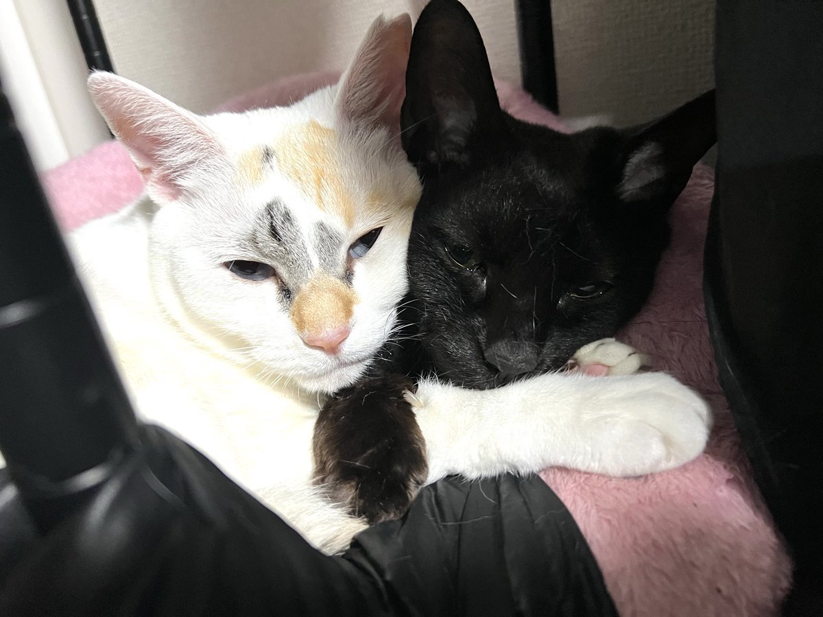 epuron_no_kae's tweet photo. 珊瑚が寒い時はくっついて来るので撫でていたら足元にいたプーちゃんが片目でこちらを見ていた…
…ぎゃんかわ…
その後は珊瑚とも仲良くやっていますので安心を🥹✨
みやこも元気です😄
#猫のいるくらし https://t.co/wQrvNgM3A3