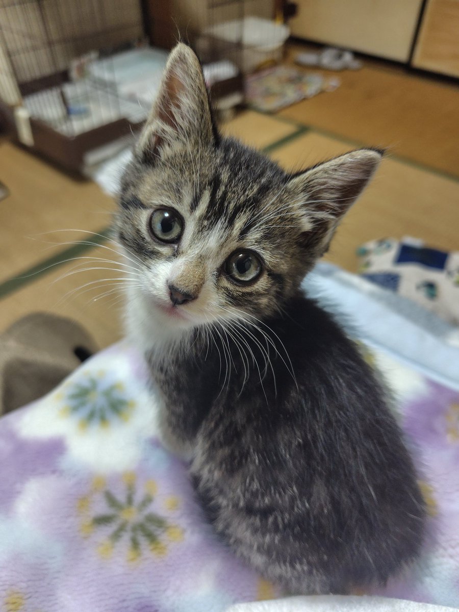 nia_scd's tweet photo. ウチのコはよく見つめてくる。 https://t.co/bp0xTY9VD8