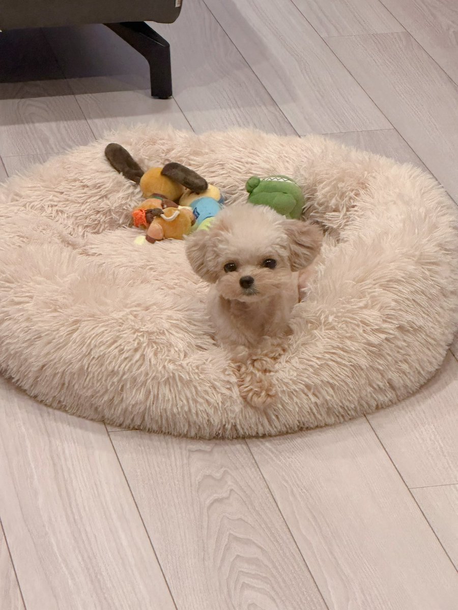 yukittynaaa's tweet photo. 癒しをあげます😉
#チワプー
#愛犬自慢 https://t.co/YUIxrPt7cB