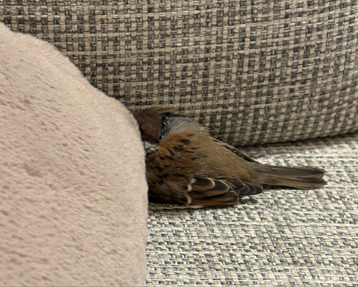 ode_joy's tweet photo. ぐっすり寝��います💤 https://t.co/vMCmW1Dhbh