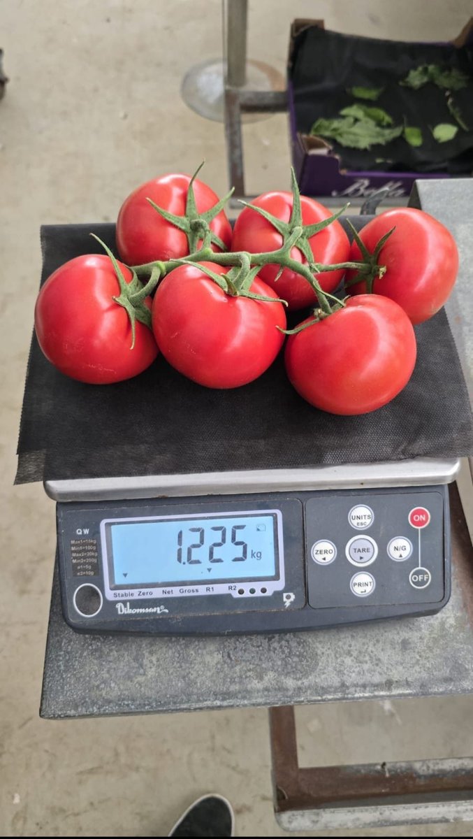 FarmsManager's tweet photo. 🍅 Le bon hybride F1 fait la différence. Rendement, calibre homogène, qualité commerciale et résistance = rentabilité durable.

🌍 Expertise internationale
🌐 https://t.co/1E9j3hgJsY
#Hydroponie #Tomate #F1Hybrid #Greenhouse #HydroFarmExperts #Maroc #Europe #Africa https://t.co/iLUPBHdM5q