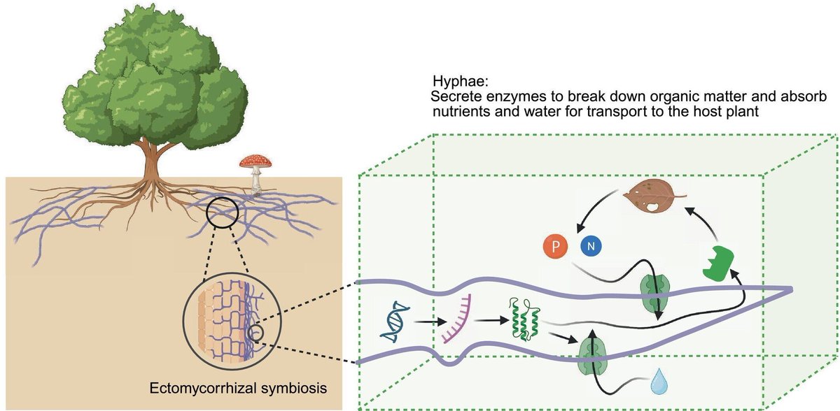 NewPhyt's tweet photo. Mycorrhizal hyphae link genes to ecosystem functions in a three-dimensional world
https://t.co/V2i6IALDhI 

#Commentary by Wang and Gao highlighting the recent work by Chen et al.
https://t.co/Q4hr6Kl692 

@chenggucb https://t.co/a7L0MEx1he