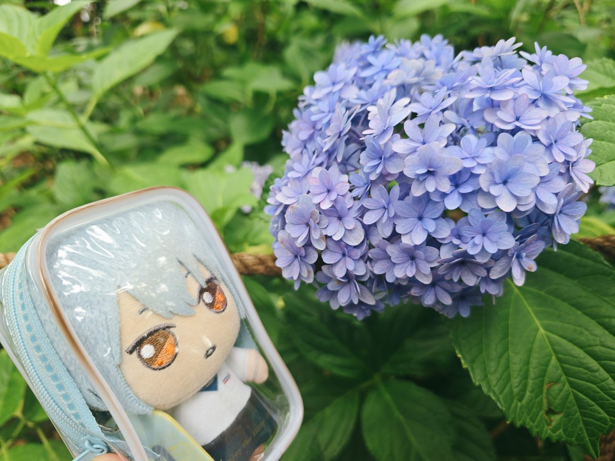 Tr_ume_1111's tweet photo. 🚅🧳(たびのおもいで・ふくおか)

#まほやく_ぬい
#金曜ぬいNight https://t.co/hsSAtq1b3b