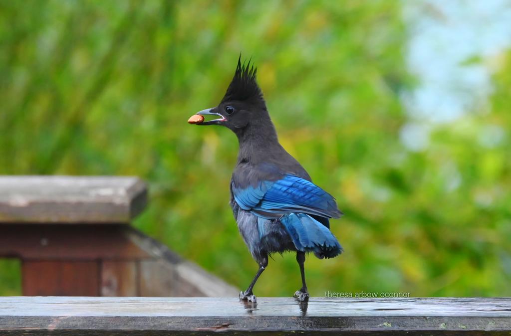 TheresaArbowOC's tweet photo. Finding goodness along the path my baby Steller's jay โก
#BirdsSeenIn2026 #Stellersjay #pnw https://t.co/5damlhl6f2