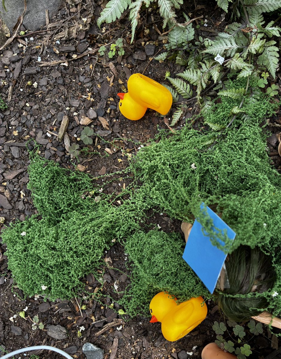 ddiamond's tweet photo. The famous “Barbie Pond” in DC’s Logan Circle neighborhood has a new theme: Reflecting Pool.

(Complete with “blue paint,” a hydrogen peroxide bottle, and rubber ducks that have seen better days.) https://t.co/eIcJscmg3S