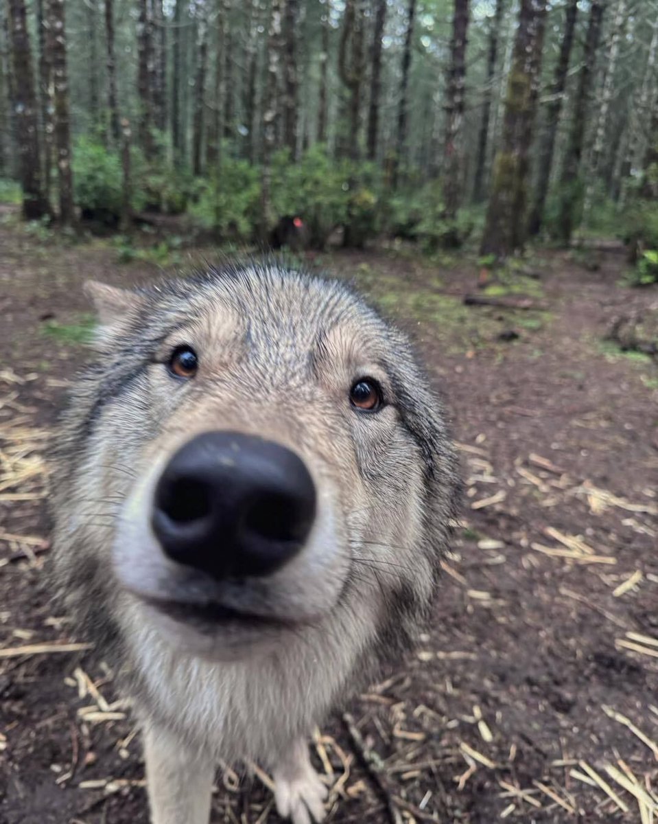 Broowester 🐺 tweet media
