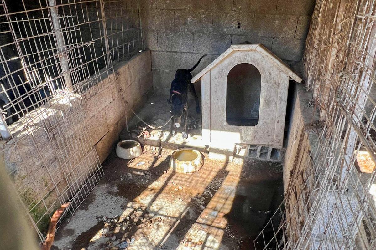 CGPCanaria's tweet photo. 🔴 Detenido un hombre tras localizar 16 perros en condiciones extremas en #Tenerife

➡️ Los agentes hallaron además restos orgánicos y animales fallecidos en un entorno insalubre

🔗https://t.co/s0MLeiRB09 https://t.co/P1EIg7X0oa