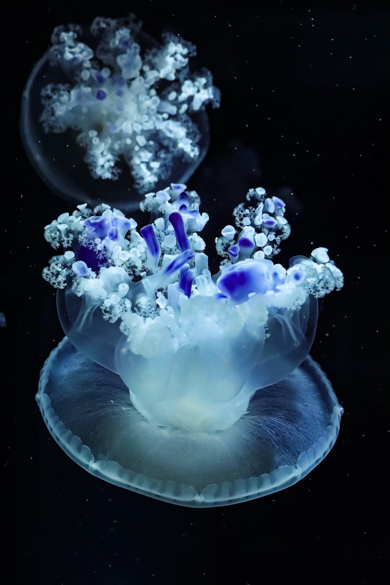 海月