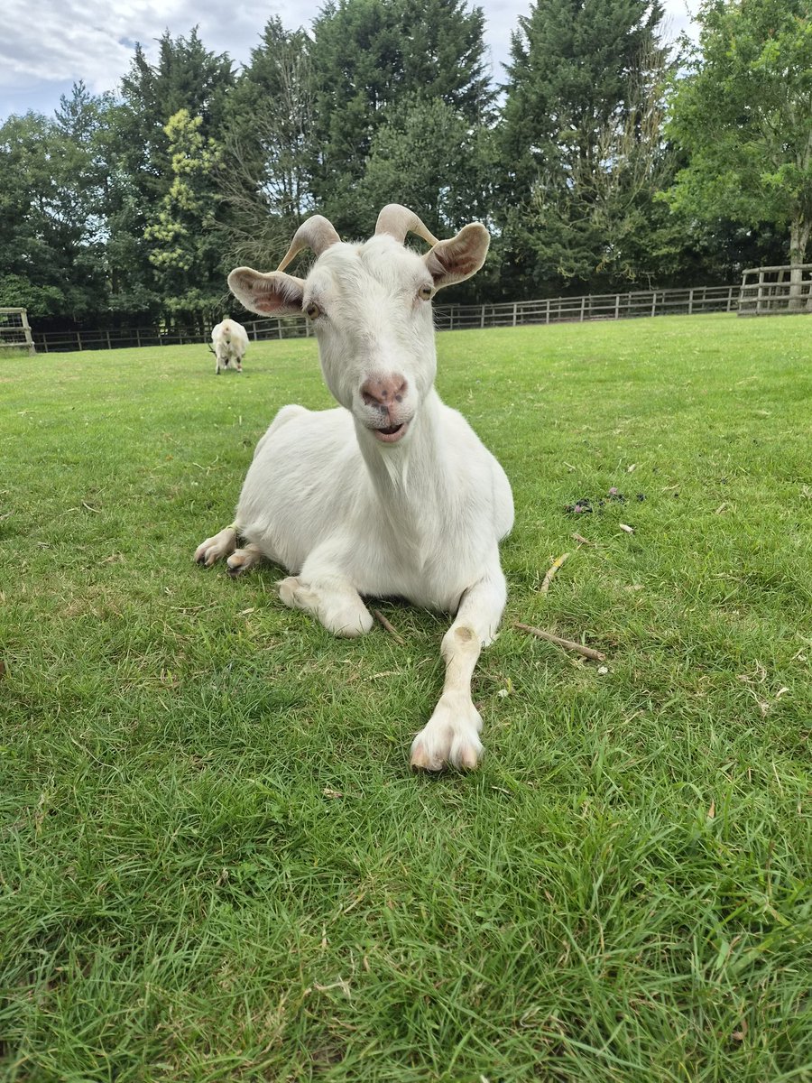 ButtercupsGoats's tweet photo. Esme 😊 https://t.co/15Urxg6Y2d
