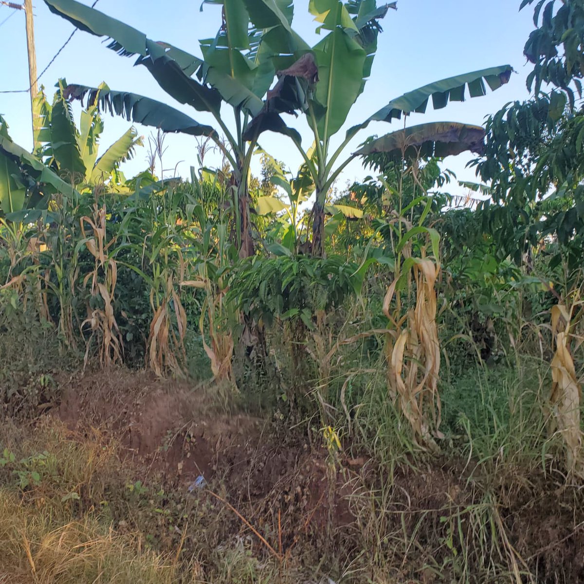 KMT_properties's tweet photo. 5ACRES FOR SALE KIWENDA NAZARETH 
3KM FROM TAMARC ROAD PRICE 150M PER ACRE LAND TITLE  AVAILABLE Whatsapp or call 0786396665 https://t.co/zYwt7BuoL0