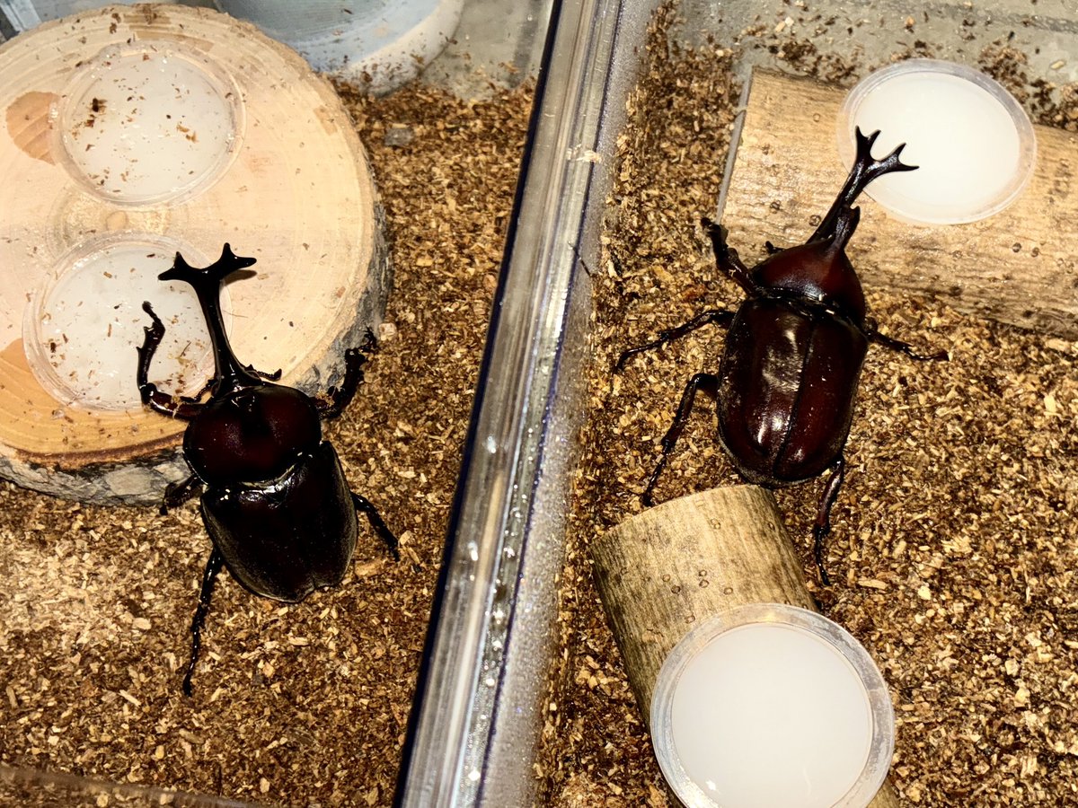 Hira_R's tweet photo. 最近カブトムシの話しかしてないけど、2匹目出てきました。 https://t.co/LjsAyBNgzu