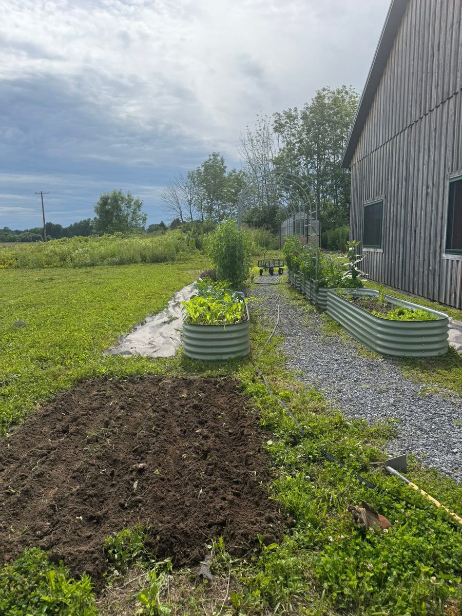 alex_fasulo's tweet photo. Yesterday was sunflower day!

One huge patch, and a smaller area, now seeded with sunflowers. 

The pollinators and birds adore sunflowers possibly more than anything else I’ve seen grown in this area. 

The sunflower stalks then end up supports that bluebirds and other birds use to perch atop throughout the winter and spring. 

And the seeds provide them with some much-needed fuel come December. 

And my favorite fun fact: sunflowers pull heavy metals out of the soil. Amazing plants. And beautiful!

I use Bentley Seeds since they are located only a few miles from my farm.