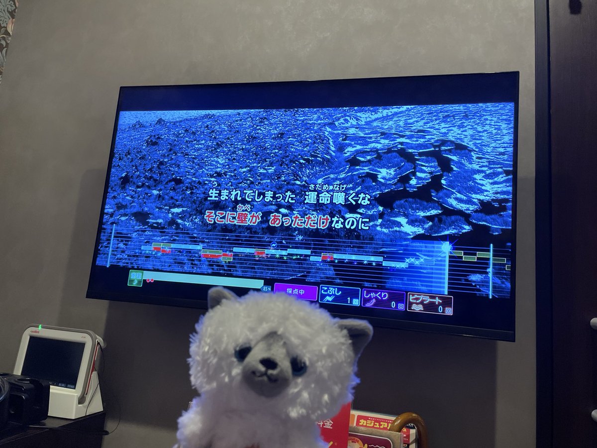 taronvv's tweet photo. 白い毛並みのハクと
目の色の意味もこめてコハクにした

一緒に悩んでくれてラブ🫶🏻💗 https://t.co/fF0OLsrhjr