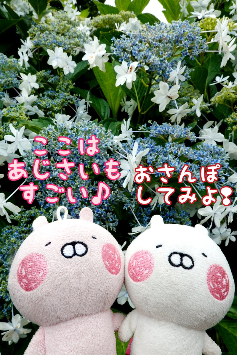 nyaomic's tweet photo. 「ばらえんのすぐとなりにはあじさいえんがひろいぴえ❢いろんなしゅるいといろでたのしませてくれるぴえ❢❢」
#うさうさ小劇場 
#うさまる #相模原北公園 https://t.co/ZmhphUlRkb