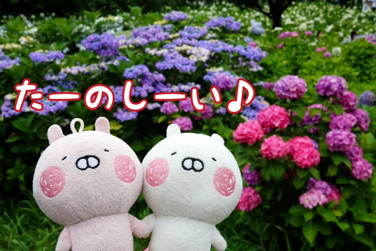 nyaomic's tweet photo. 「ばらえんのすぐとなりにはあじさいえんがひろいぴえ❢いろんなしゅるいといろでたのしませてくれるぴえ❢❢」
#うさうさ小劇場 
#うさまる #相模原北公園 https://t.co/ZmhphUlRkb