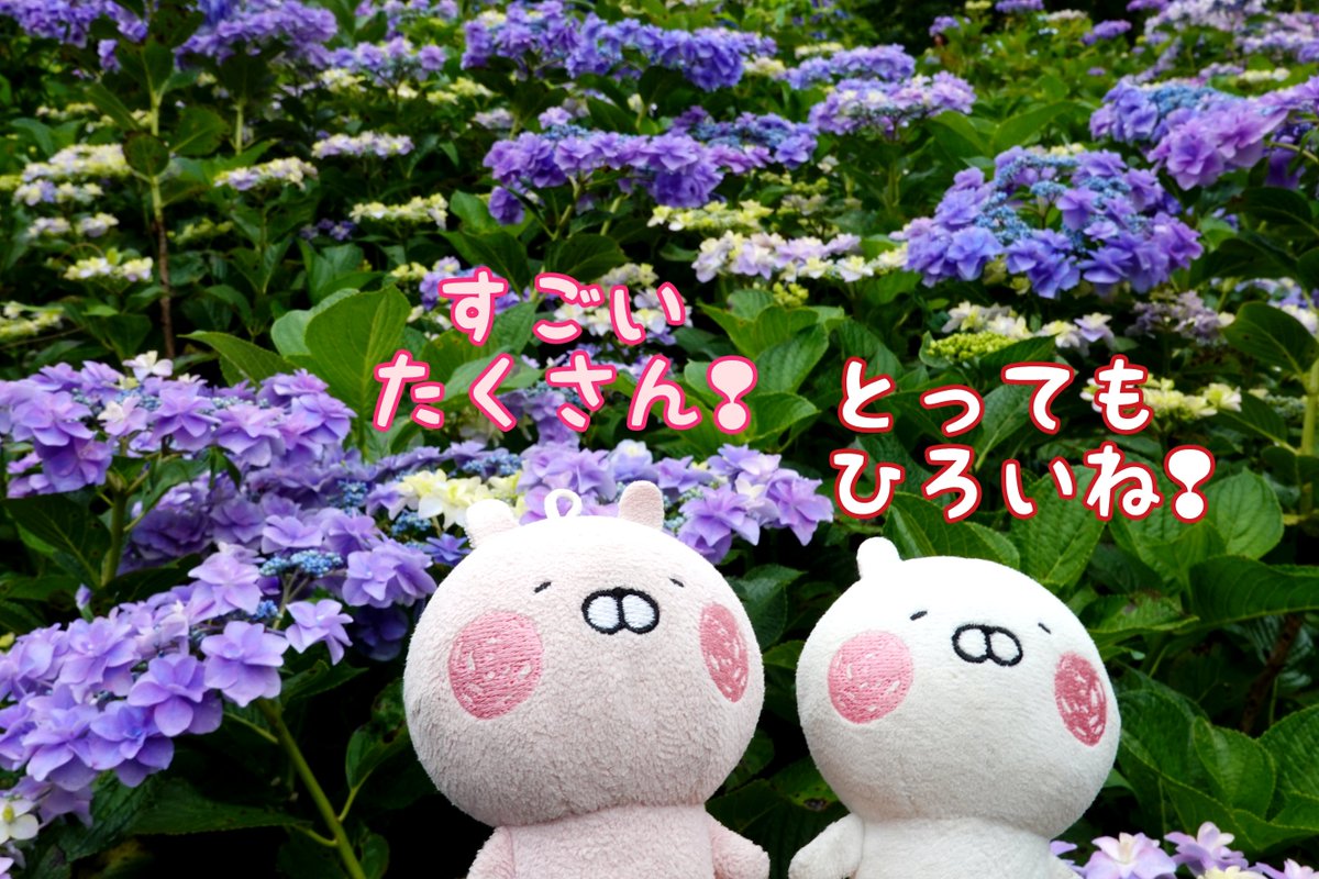 nyaomic's tweet photo. 「ばらえんのすぐとなりにはあじさいえんがひろいぴえ❢いろんなしゅるいといろでたのしませてくれるぴえ❢❢」
#うさうさ小劇場 
#うさまる #相模原北公園 https://t.co/ZmhphUlRkb