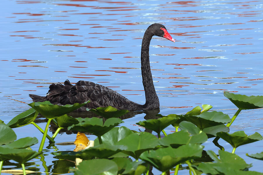 tutonius777's tweet photo. NASDAQ has a complicated head and shoulders also forming, the final right shoulder now.  28,000 is a big number.  We loose that support, it may not find a floor for a while.  The city of Lakeland Florida is famous for their black swans... now four species: Australian Black Swans, White Mutes, South American Black-Necked Swans and White Coscoroba Swans.  Interesting history/story: At the turn of the century people came from all over and populated the area with them.  In 1954 they all died out.  Queen Elizabeth II's friend heard about it, so the Queen donated two black swans.  I know its a reach but... the world is trying to disengage from the cabal control of the bank of England, think Iran, oil straits, etc. World unsustainable debt bubble and bond world, about to snap, break, fail.  Financial reset appearing on the near horizon, inevitable reset coming soon.  The only question is, which kind of black swan, or maybe its all four?