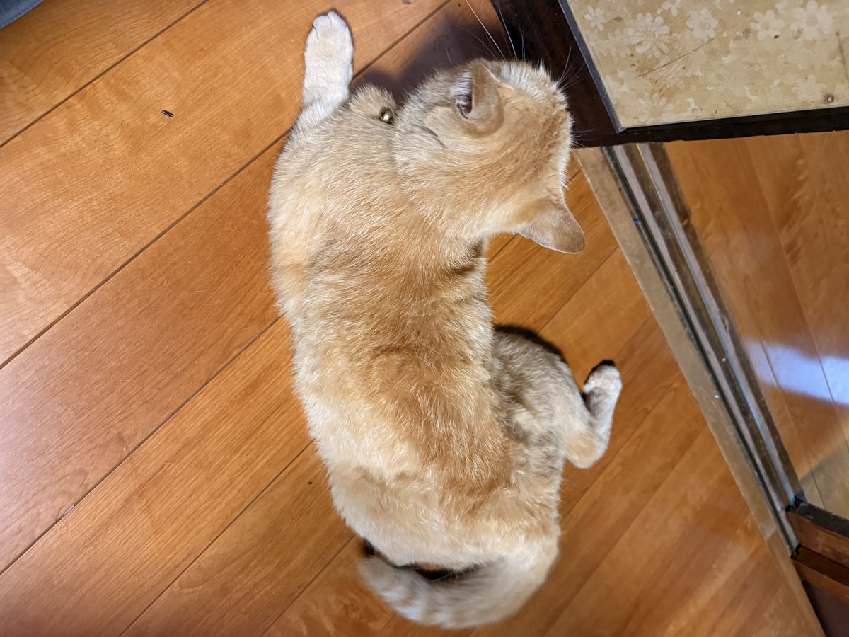 BuRad07's tweet photo. 台風接近中ですけど
猫様はいつでもゴロゴロモフモフ🐈‍⬛ https://t.co/CDwpdks9QL