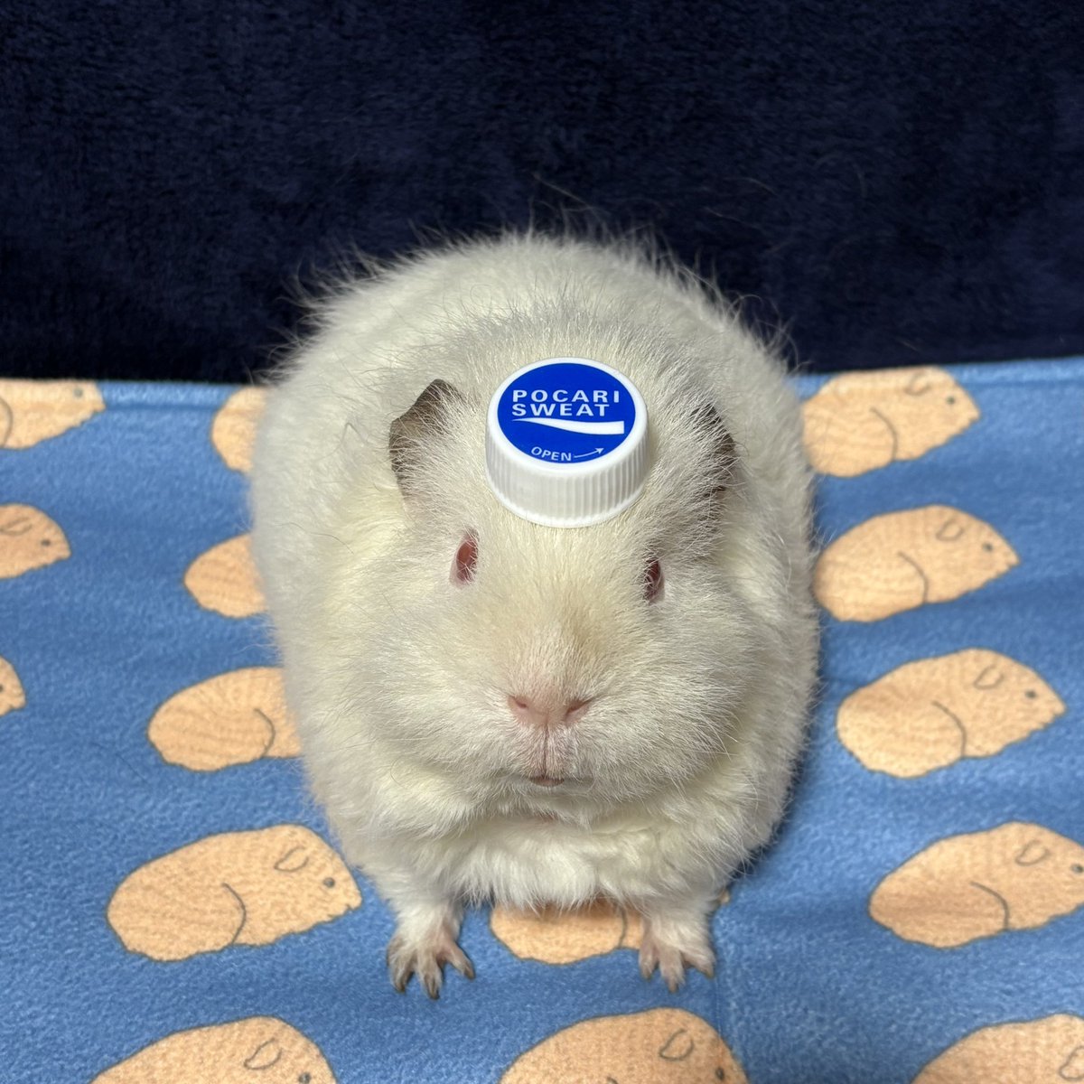 misachoujo's tweet photo. バタバタしてる間に、6月が終わるところだった💦
急いで写真撮ったよ🐭📸
今年もかわいいみゅうじ君のポカリ
すぐに撮影協力してくれるスーパーモデルだよ✨
#キャップアクション https://t.co/vL6IPphtaA