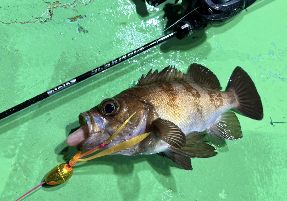 fishermanhiroki's tweet photo. 漁の合間にちょっとだけ🤏

NewスクランブルスーパーライトスペックB67L-FSでスクランブルエッグ60gを使用
前モデルもお気に入りのロッドでしたが、Newロッドは感度が抜群に良い🙆
手元に伝わる金属的な信号が心地よい✨

ロッド【XESTA】Newスクランブル スーパーライトスペックB67L-FS
リール【シマノ】エンゲツBB100PG

ラインセッティング
【ヤマトヨテグス】
PEストロング4  1.0号　　　　　　　　　　　　　
リーダー　鯛ラバショックリーダー20lb

#XESTA
#スクランブルエッグ
#ヤマトヨテグス
#PEストロング4
#PR