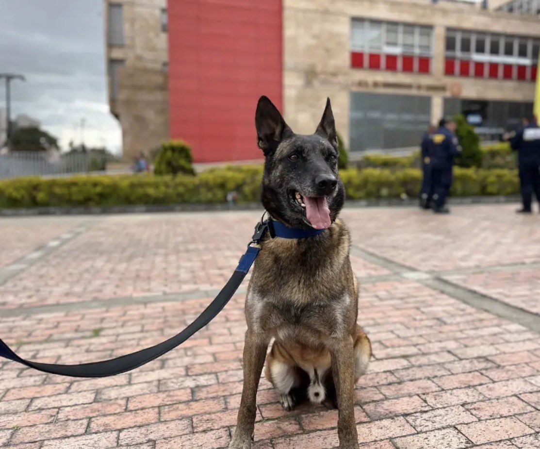 notipromar's tweet photo. Dastan, el perro rescatista de Bogotá que apoya las labores tras el sismo en Venezuela

Dastan, un ejemplar de la raza Pastor Belga Malinois, es una pieza clave en el despliegue humanitario enviado por la capital colombiana. 

Con una trayectoria que incluye certificaciones internacionales obtenidas en Francia y una vasta experiencia en catástrofes de gran escala —como su recordada participación en el terremoto de Haití en 2011—, el canino se ha convertido en una esperanza para las familias que buscan a sus seres queridos.

El equipo, compuesto por 11 bomberos altamente capacitados, llegó al país equipado con herramientas de alta tecnología y suministros de emergencia, pero es la capacidad olfativa y el entrenamiento especializado de Dastan lo que permitirá rastrear señales de vida bajo