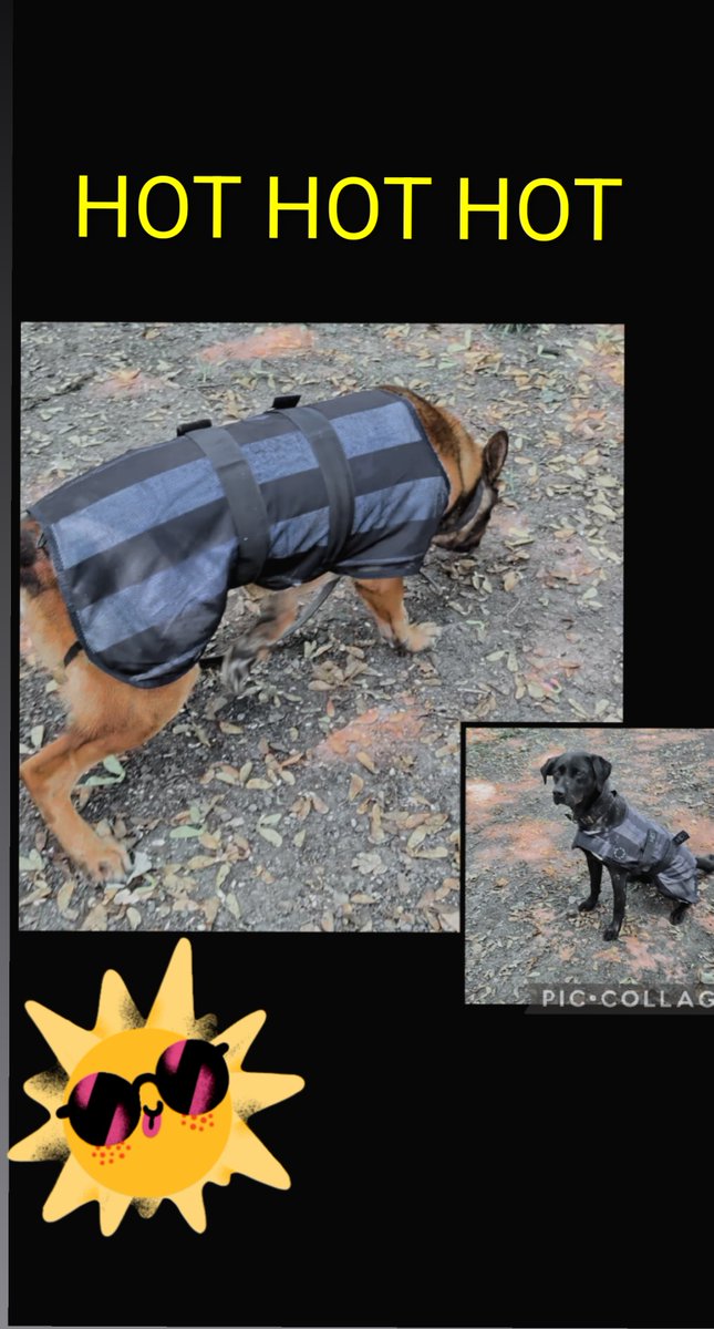 LancsPolDogUnit's tweet photo. This week's shifts have seen our dogs wearing their cool coats with air con on and short toilet breaks in shaded areas.

Meanwhile we are still receiving calls about dogs left in cars!!

Even with windows down it is simply too hot so please leave them at home 🙏🏼 https://t.co/h3acmLB38Y