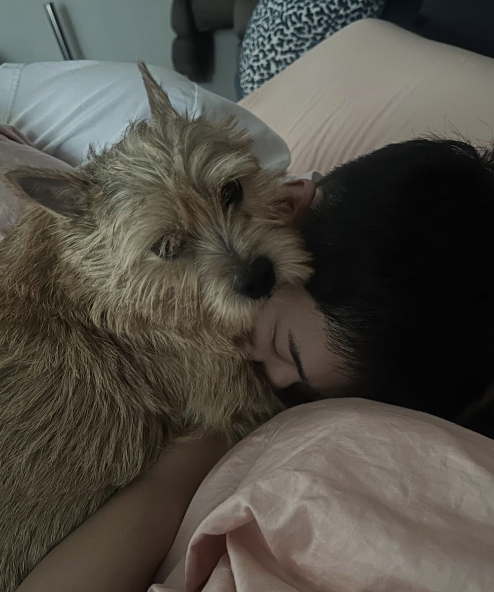 minghaocheoI_'s tweet photo. OMG HOSHI LATTE PICS 😭😭😭😭😭😭 

hoshi sleeping with latte 🥹🥹 latte's back in her most favorite spot 🥹🐶 https://t.co/uqjwaXhsoX