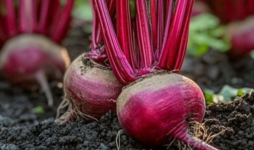 ifn's tweet photo. Know Your Ingredient: Beetroot. Link Below👇
https://t.co/yiftmaaYgB
#beetroot #benefitsofbeetroot #beetrootbenefits #IndiaFoodNetwork https://t.co/H4nU324u2r