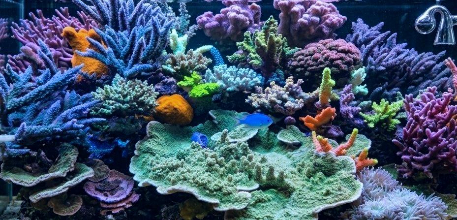 s_oosk's tweet photo. 拍到了紫月神仙魚🎶前幾個月開始，我的airpro有一支壞了（本來用兩支），明天要去aqua gift補貨。
#beppin珊瑚
#reefcharge
#土壤益菌 https://t.co/q5VttgO8pI