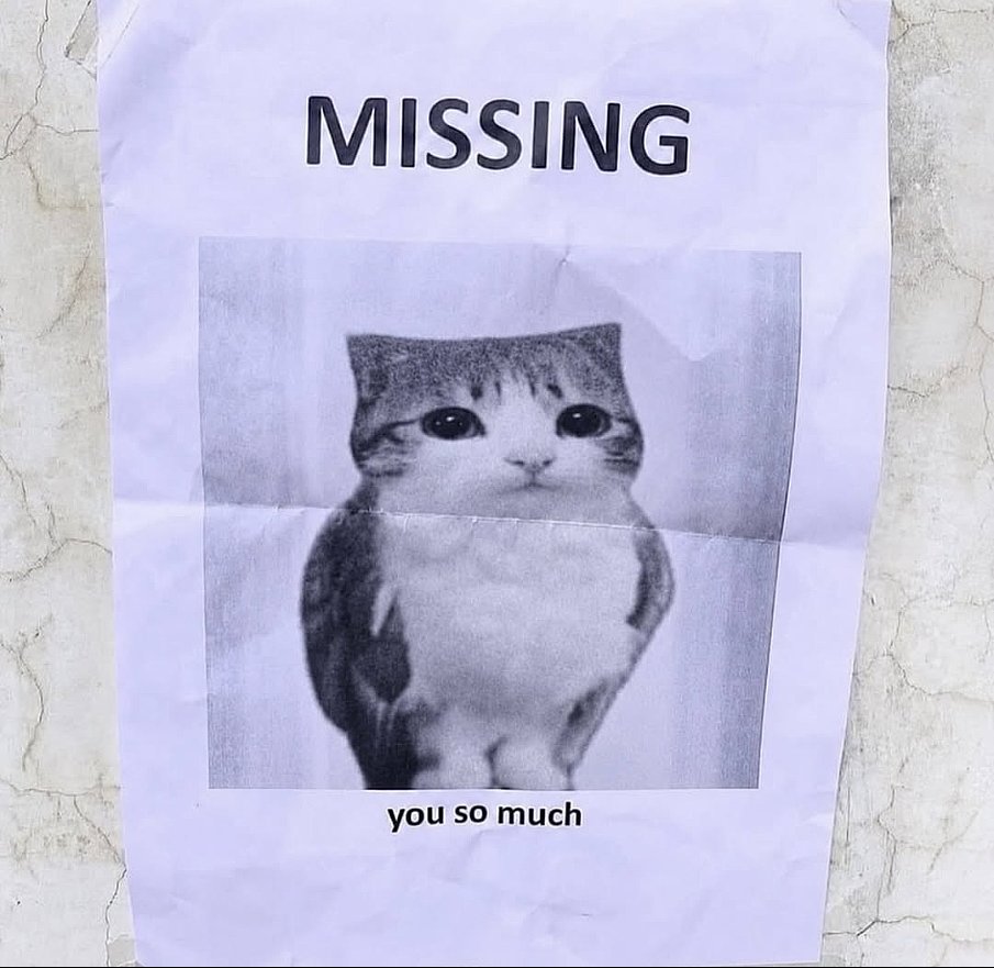 meowl_cto's tweet photo. https://t.co/Fl9ztmbuuA