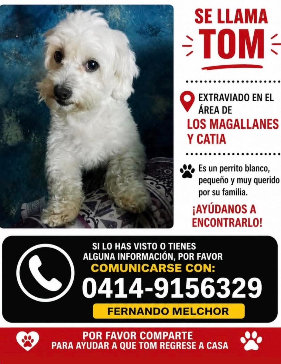 carxla_'s tweet photo. Esta extraviado, se llama Tom. Estaba por la zona de los magallanes y catia, por favor si lo han visto comunicarse al número en la imagen, su familia lo está buscando desesperadamente https://t.co/IavKbFmRGZ