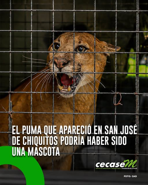 cecasembol's tweet photo. #Actualidad
🐆El puma rescatado en San José de Chiquitos podría haber permanecido en cautiverio antes de aparecer en la zona urbana.

📖Su comportamiento y las evaluaciones veterinarias ayudarán a esclarecer qué ocurrió y cuál será su futuro.
📷https://t.co/GZYJmbh9XR https://t.co/TUFgU1xzdC
