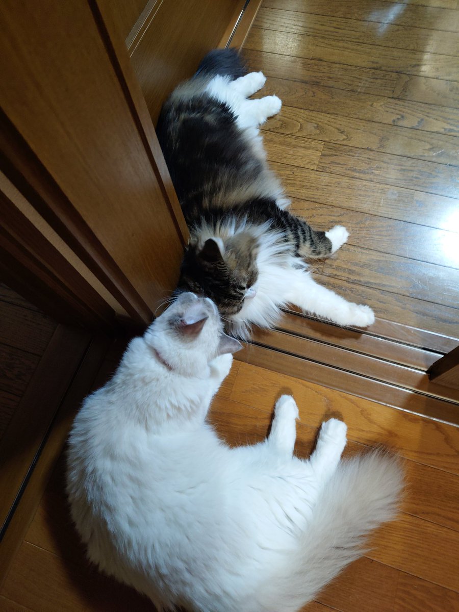 tamako0930's tweet photo. 遠近法ってすごい。笑

#猫　#ラガマフィン　#ラグドール https://t.co/QM93BE0IpT