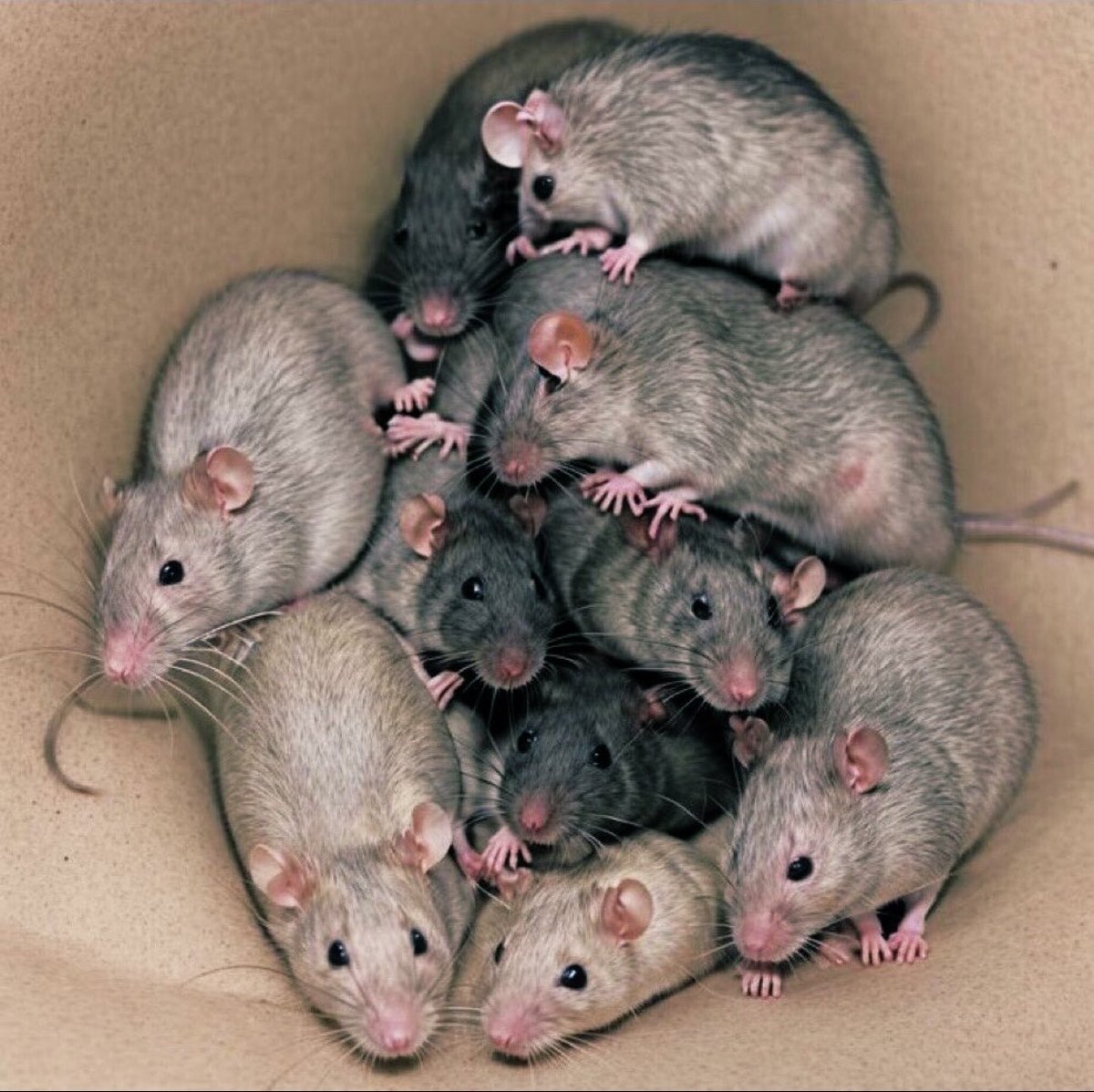 PaulLukeex1's tweet photo. @alert_redshirt @PaulineHansonOz @JuliaGillard You mean 🐀s like this? 
Squint https://t.co/RT5Avfz6HH