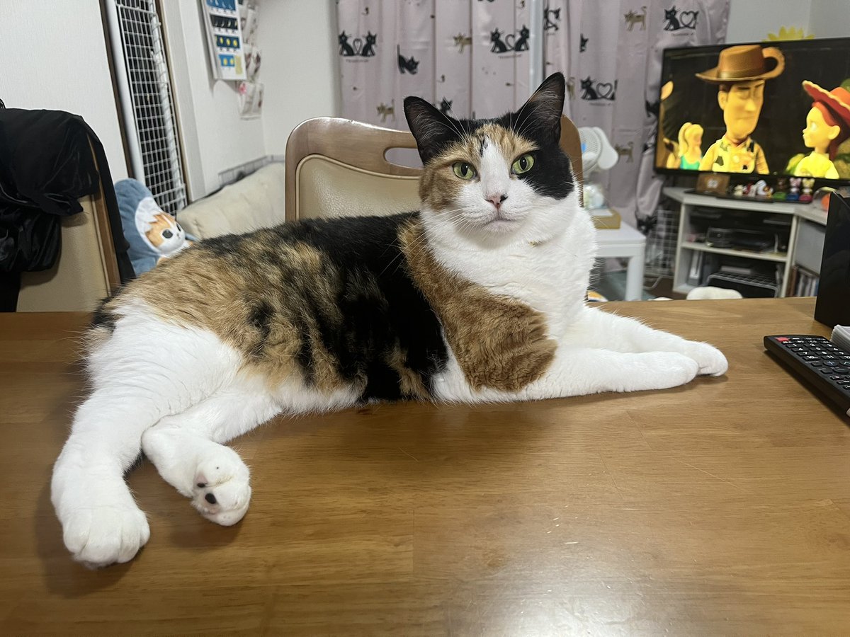 milk_choco0402's tweet photo. トイ���トーリーとミルクちゃんฅ⁠^⁠•⁠ﻌ⁠•⁠^⁠ฅ
#ミルクとチョコ　#三毛猫　#黒猫　#猫がいる暮らし https://t.co/ulrVRRrbvo