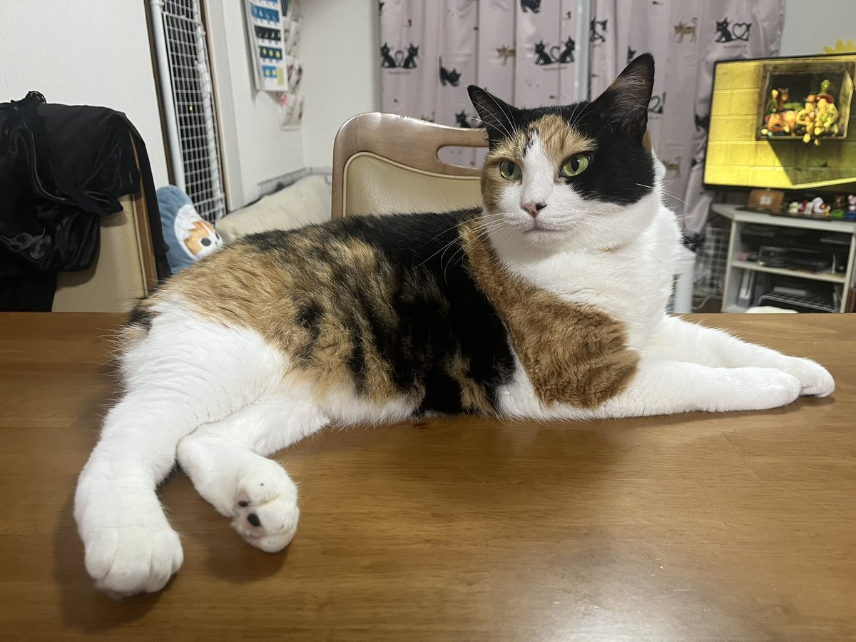 milk_choco0402's tweet photo. トイ���トーリーとミルクちゃんฅ⁠^⁠•⁠ﻌ⁠•⁠^⁠ฅ
#ミルクとチョコ　#三毛猫　#黒猫　#猫がいる暮らし https://t.co/ulrVRRrbvo