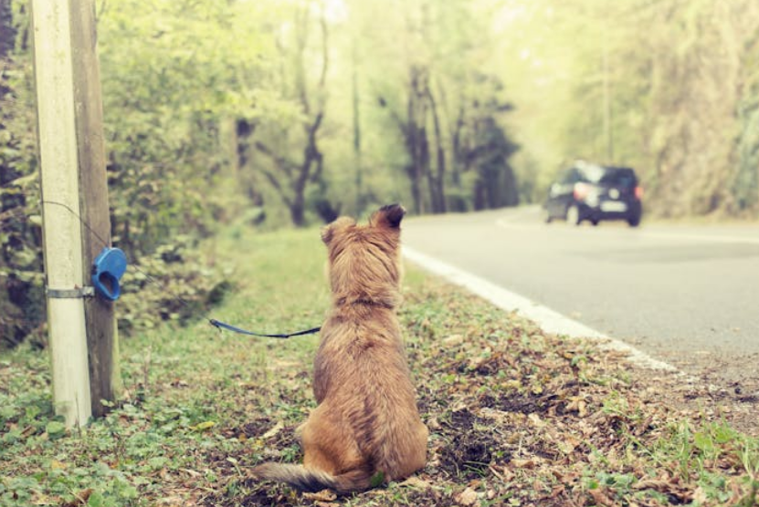 brigitte_angeli's tweet photo. 🚨 L’abandon des animaux reste un fléau en France. Selon les données relayées par les associations de protection animale, 335 258 chiens et chats ont été abandonnés ou recueillis en 2025, soit un animal toutes les 94 secondes. https://t.co/2MgnkZovKH