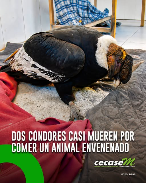 cecasembol's tweet photo. #Actualidad

⛰️Dos cóndores andinos permanecen en estado crítico tras intoxicarse con un animal envenenado en Toro Toro. Mientras reciben atención veterinaria, las autoridades investigan el caso para determinar el origen del envenenamiento.

📰Lee la nota: https://t.co/9PYKahkL2X https://t.co/VQgutBgNcH