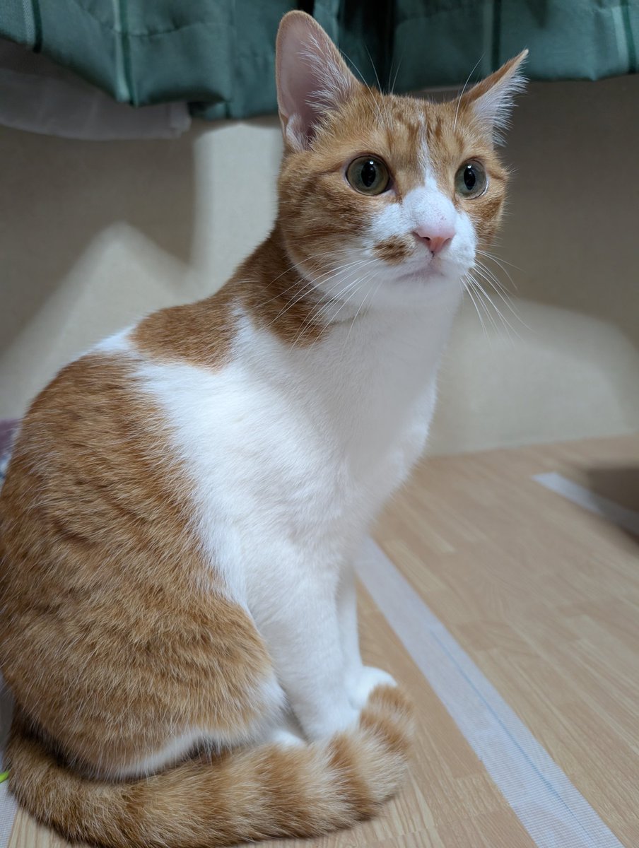 hisui_don's tweet photo. 台風が近づいてきてるのに地震まで🙀
今夜は電気点けたまま寝よっか
#猫のいる暮らし
#猫好き
#台風
#地震 https://t.co/NmnVkEAO66