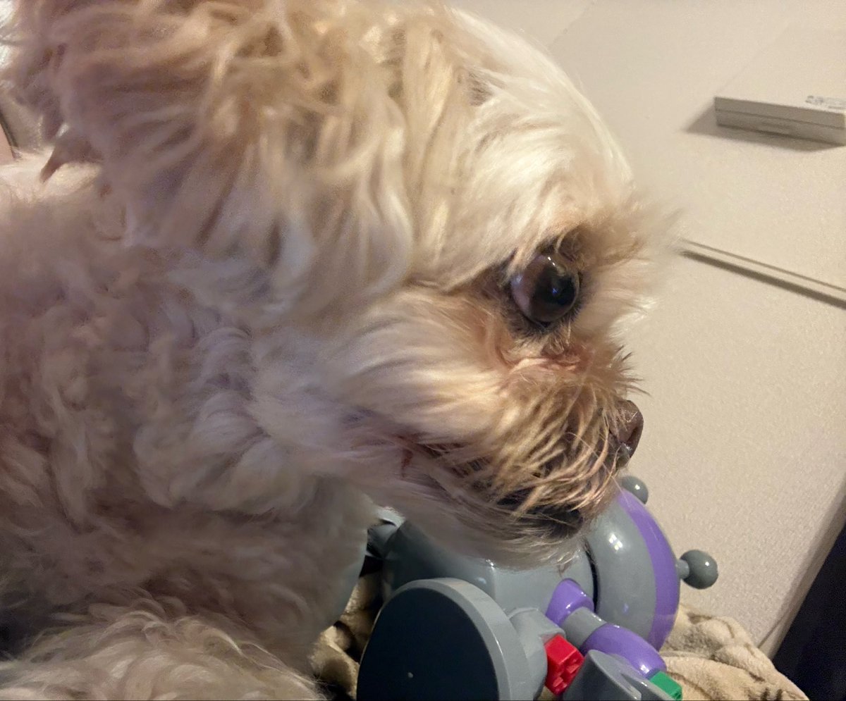 chula_0802's tweet photo. 地震多い🫨🫨
緊急地震速報の音だけでも
反応しちゃう🐶

心臓バクバクしてた https://t.co/2EXpWAzd1Y