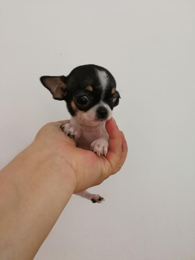 tania16847337's tweet photo. My tiny puppy grew 2kg in 2 months—each paw step is such a sweet surprise! https://t.co/4UZcJtfpq0