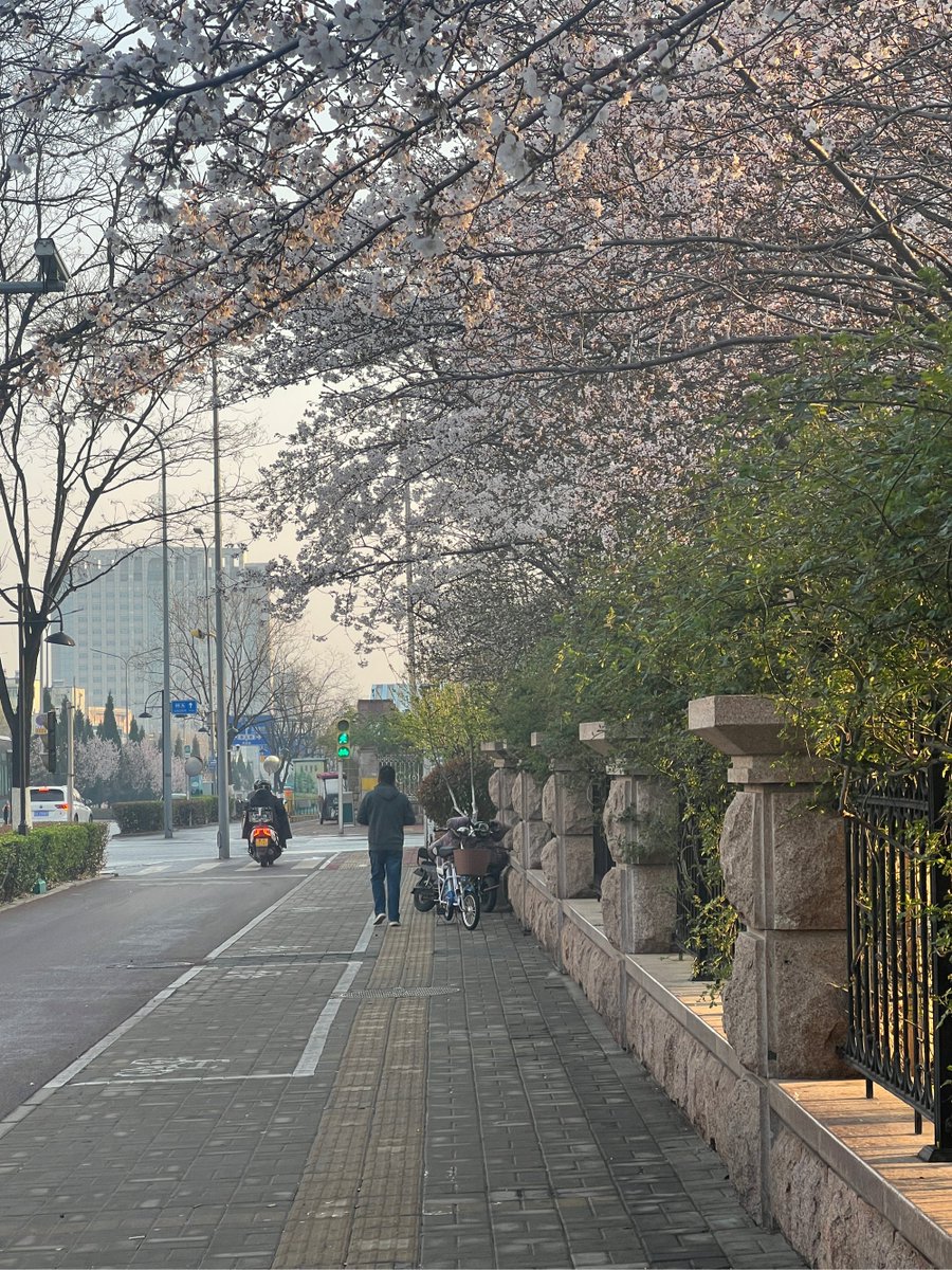 Zake80407143's tweet photo. Just stumbled on a hidden cherry blossom lane in Kyoto—petals swirling like pink snow, and the only sound is the rustle of branches. Perfect, unplanned magic that makes every wander worth it. https://t.co/MnOu5lbp5D