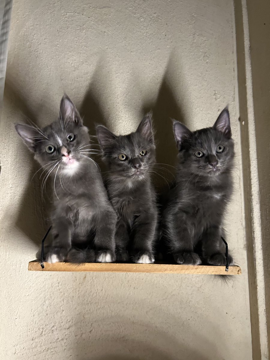 yemmeow's tweet photo. Anak anak uji dan uji https://t.co/C3Xr180uQU
