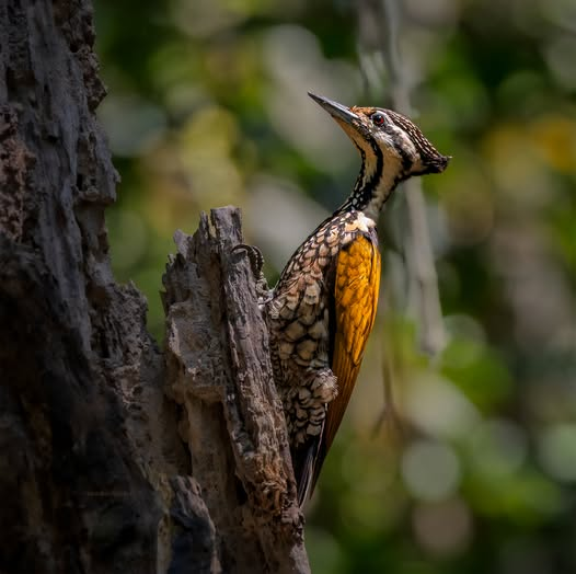 birdtalkX's tweet photo. Wrap-Around Tongue: Greater Flameback (Chrysocolaptes guttacristatus) tongue can extend up to 10 cm long to extract food from deep crevices. When not in use, the tongue wraps entirely around the back of its skull. Credit: Narendra Athnikar FB, Vietnam https://t.co/NfbDBZaYKn