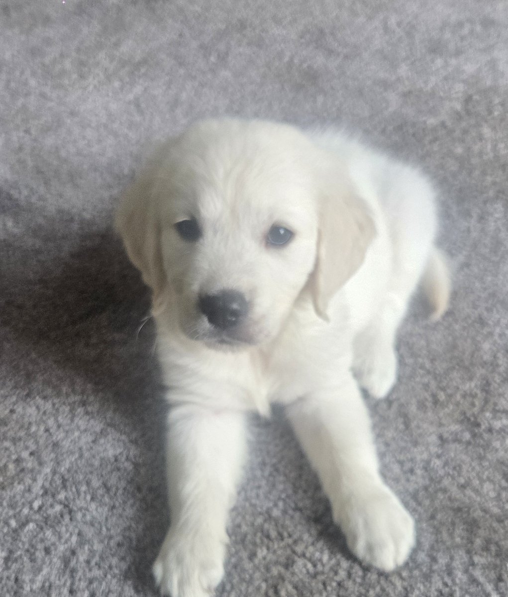 Mae8675309's tweet photo. Our family just got a little cuter 💕 Meet our sweet baby girl 🐾 Any guesses on her breed &amp; her name? https://t.co/pJRqS7evxT