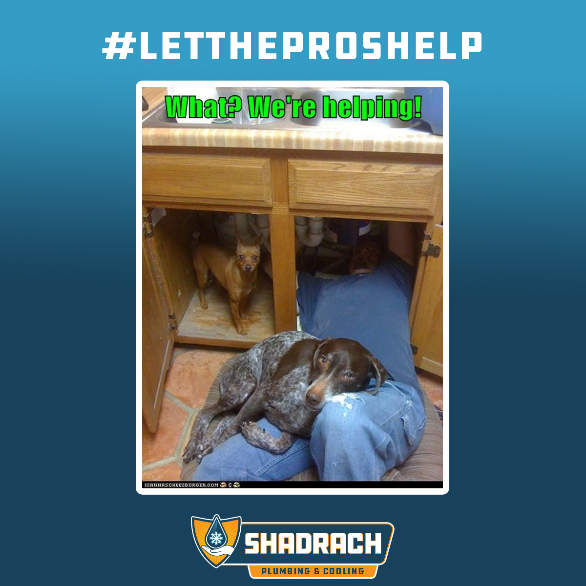 CallShadrach's tweet photo. “What? We’re helping!” 🐶 Even your pets know who to call when plumbing problems pop up. From leaks to clogs, Shadrach has it handled. Give us a call and let the pros take it from here. https://t.co/bHiPb062Gk #ShadrachPlumbingCooling #Plumbing https://t.co/u2raw2y3l9